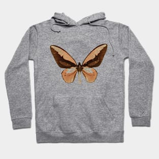 Wallace’s Golden Birdwing Hoodie